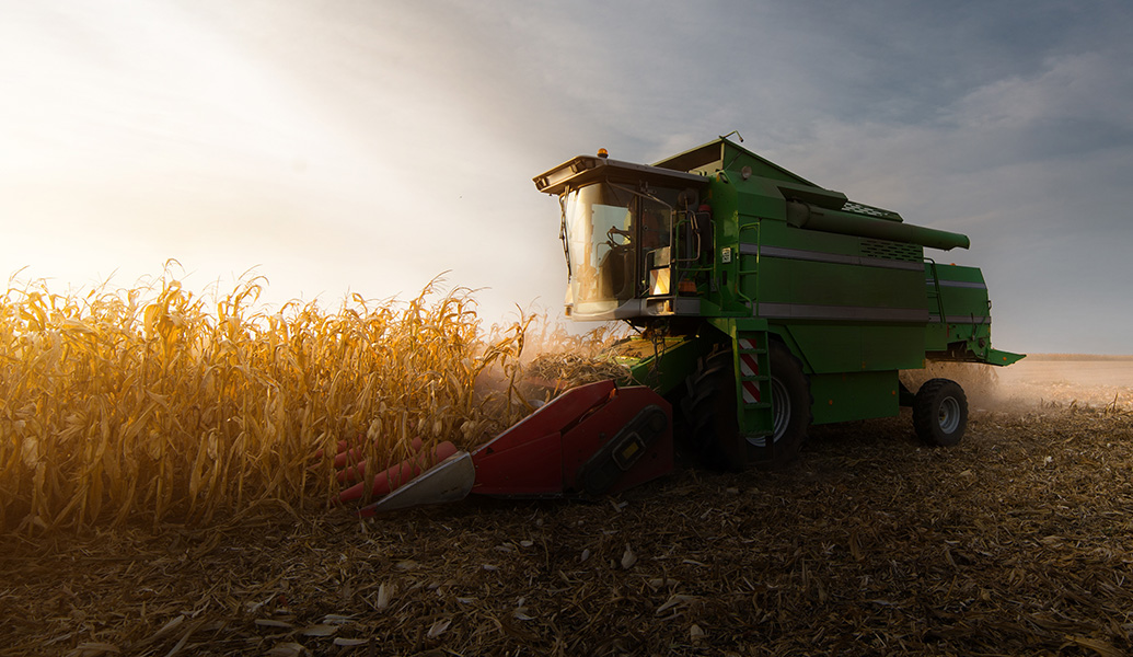 A combine harvester works in a cornfield during sunset. Harvested area in the foreground, standing corn and a hazy sky in the background. No people visible.